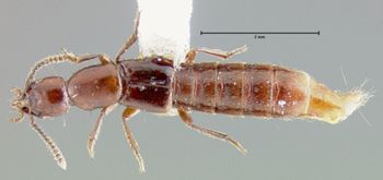 Media type: image;   Entomology 24099 Aspect: habitus dorsal view